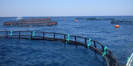 Le premier lot de cages en filet à grande échelle (périmètre de 80 mètres) est installé sous l'eau à Fuding